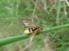 Cimbex quadrimaculatus